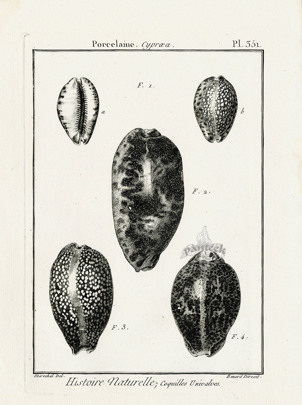Lamarck Black and White Cypraea Shells 1757