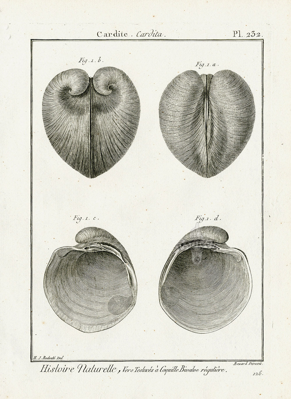 Lamarck Black and White Heart Cockle Shells 1757