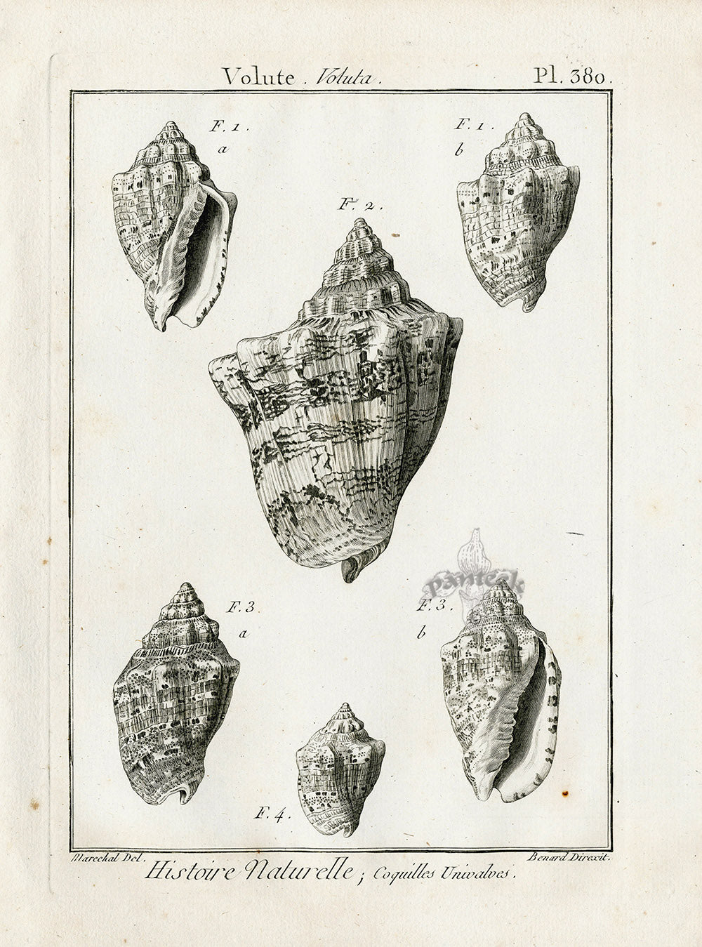 Lamarck Black and White Hebrew Volute Shells 1757