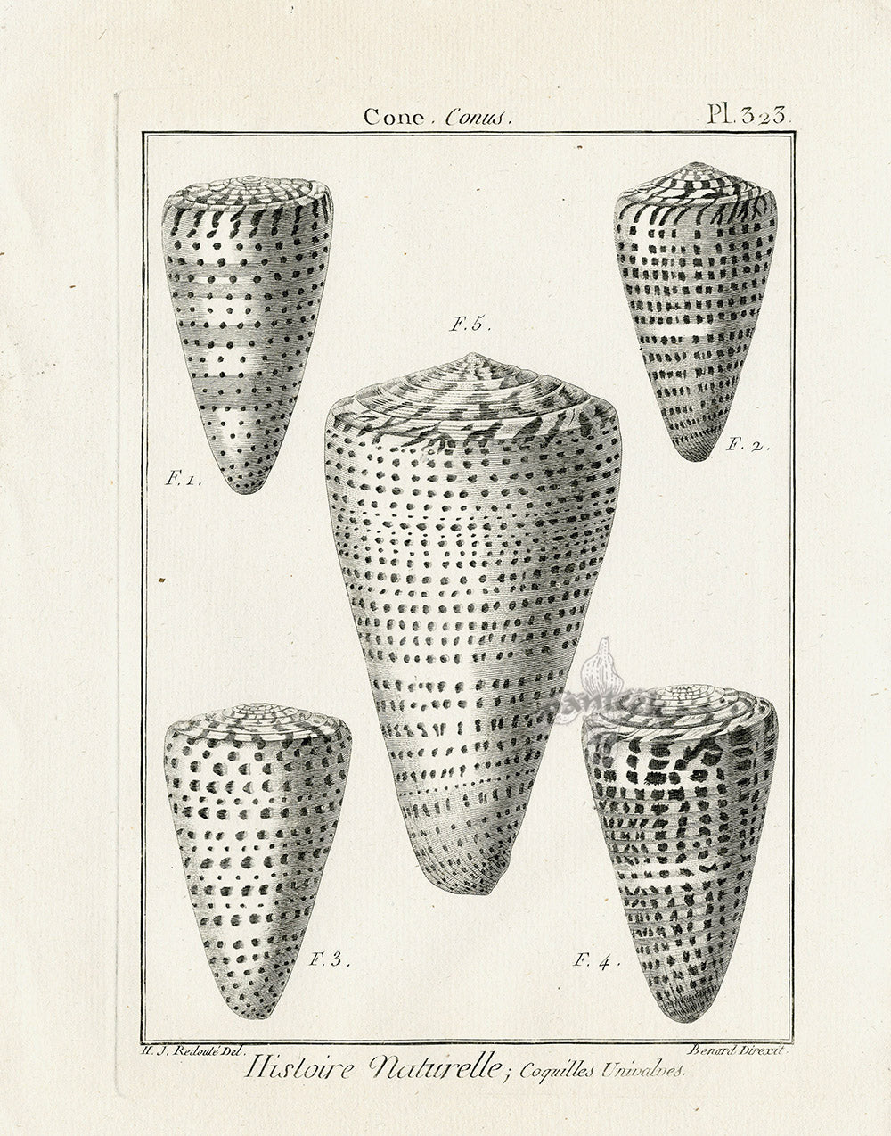 Lamarck Black and White Leopard Cone Shells 1757