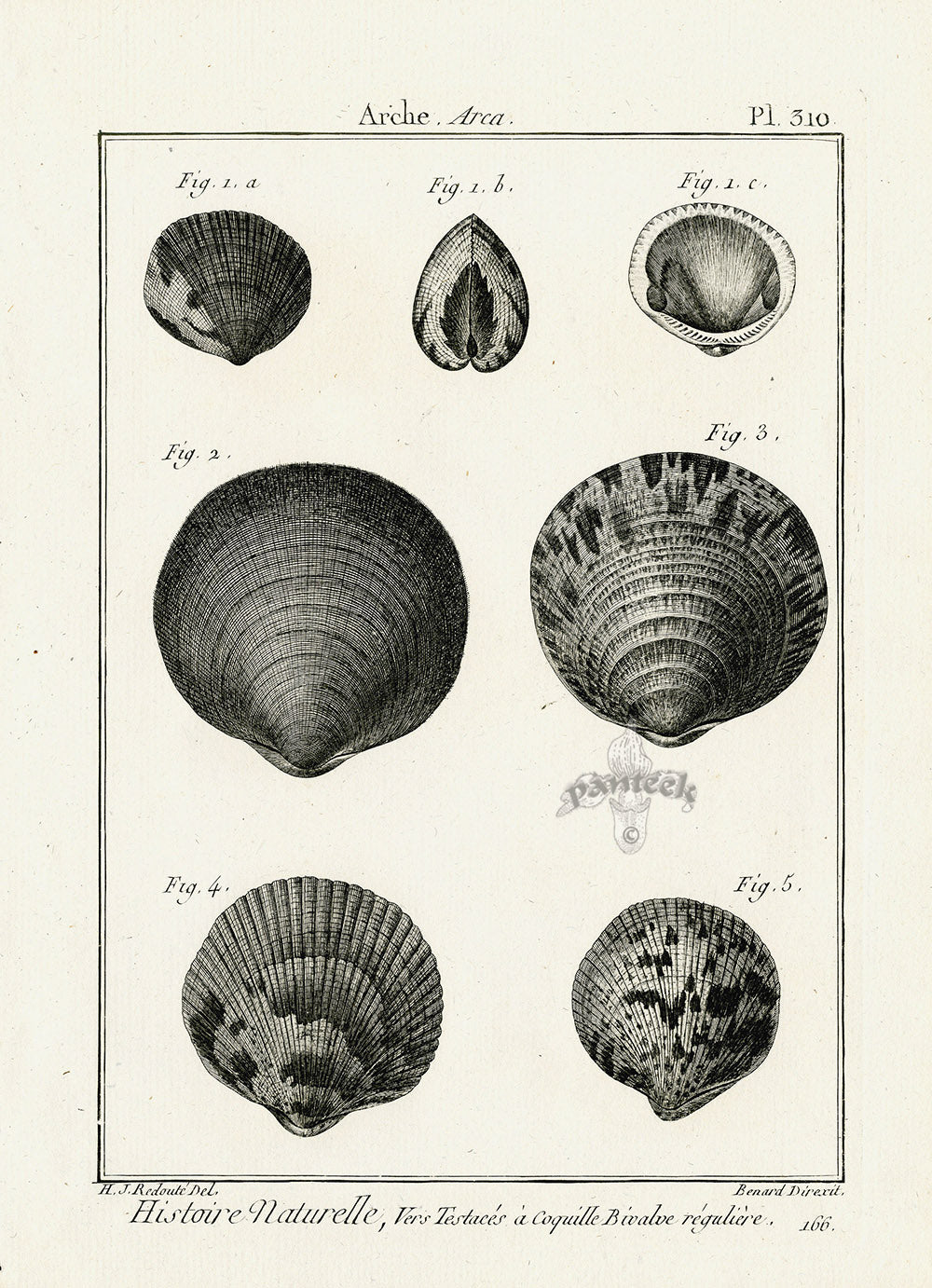 Lamarck Black and White Littleneck Clam Shells 1757