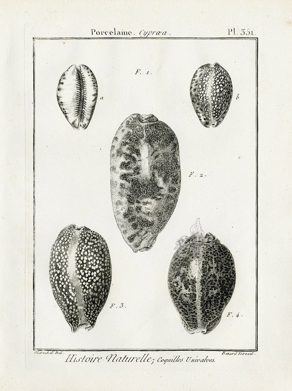 Lamarck Black and White Measled Cowrie Shells 1757