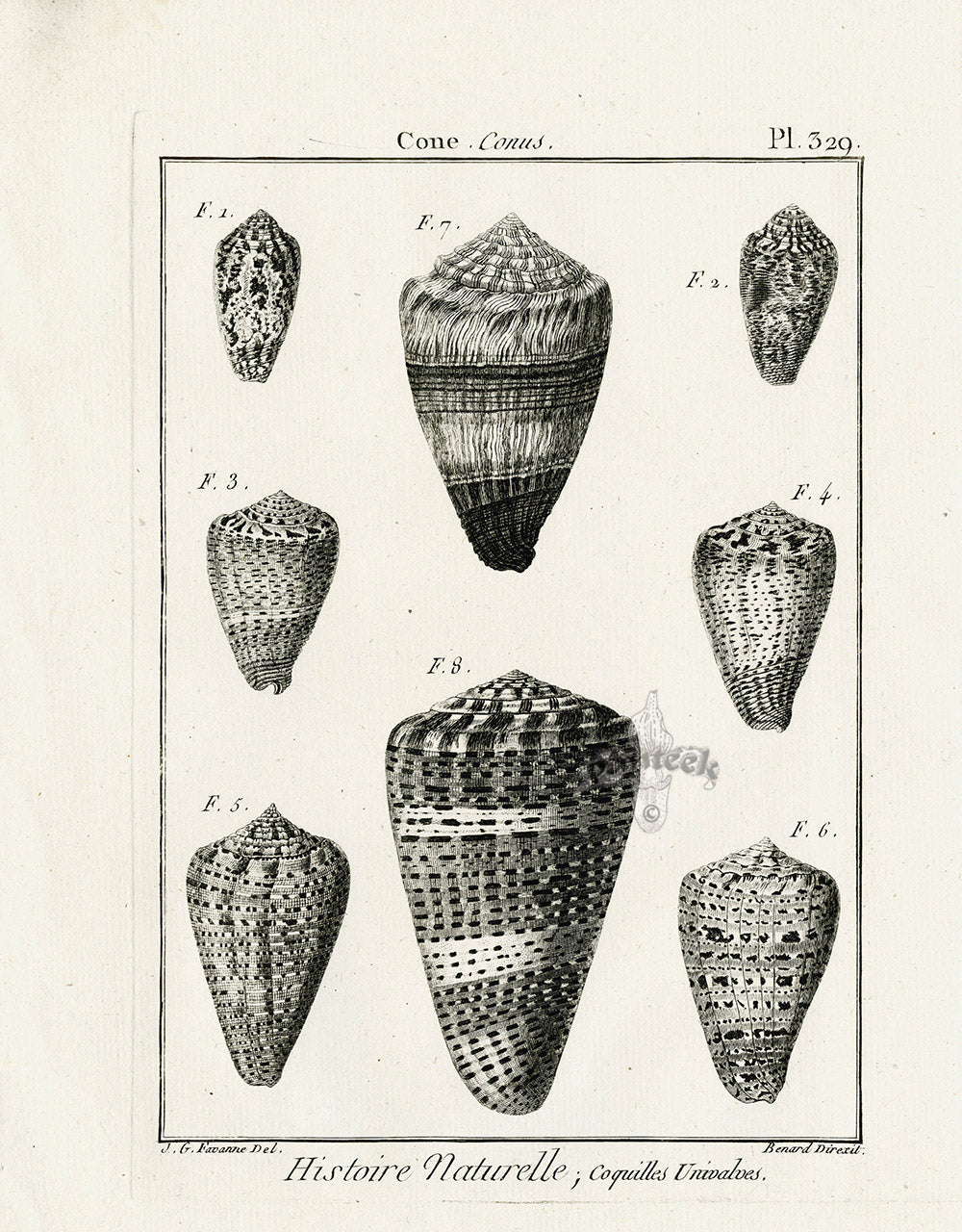 Lamarck Black and White Planorbis Cone Shells 1757