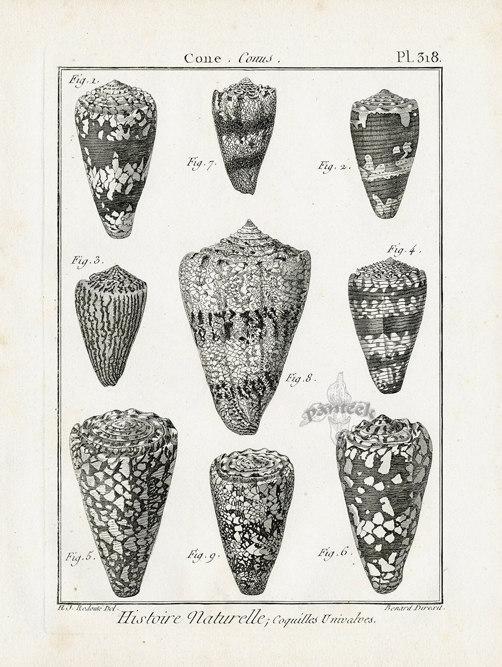 Lamarck Black and White Pygmy Cone Shells 1757