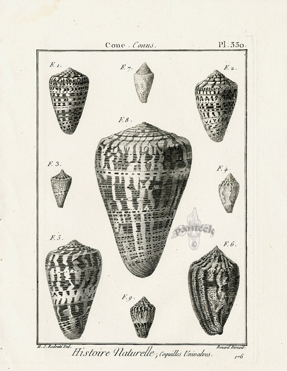 Lamarck Black and White Regular Cone Shells 1757