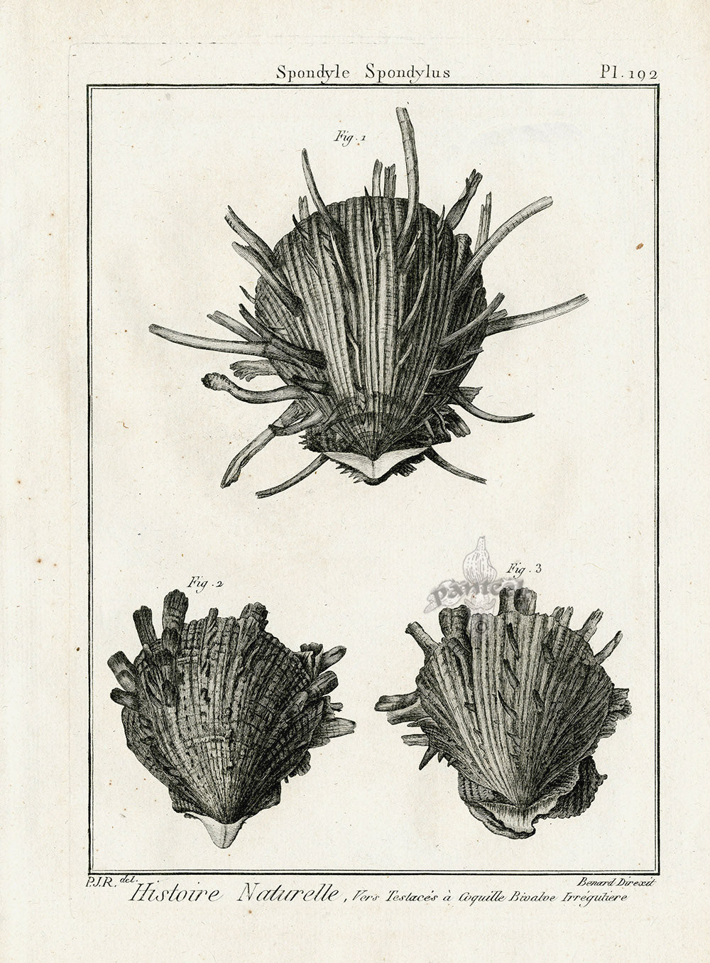 Lamarck Black and White Spiny Oyster Shells 1757