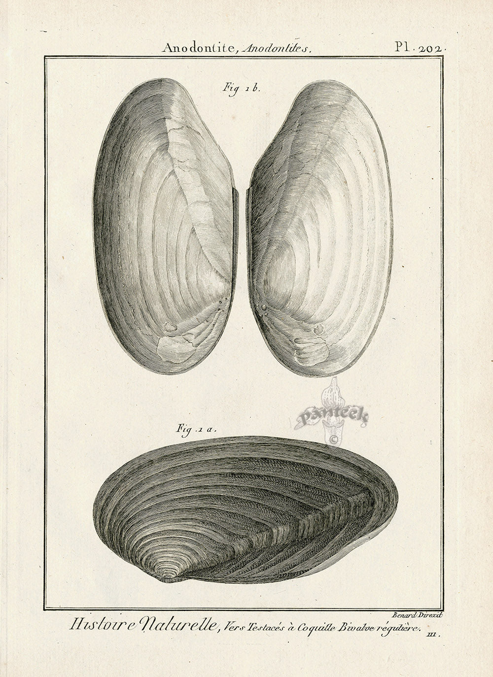 Lamarck Black and White Swan Mussel Shells 1757