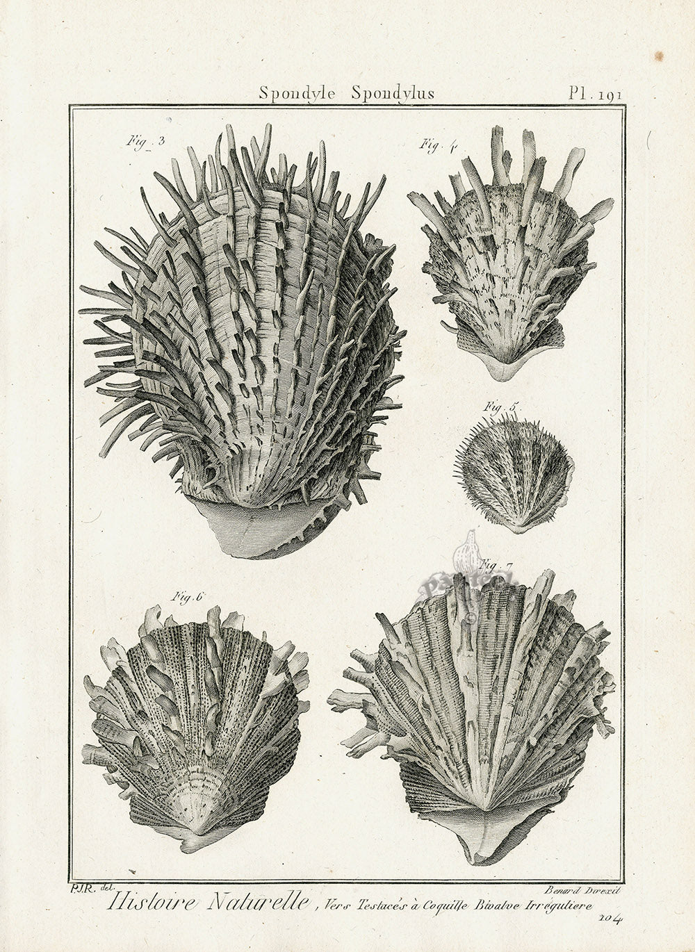 Lamarck Black and White Thorny Oyster Shells 1757