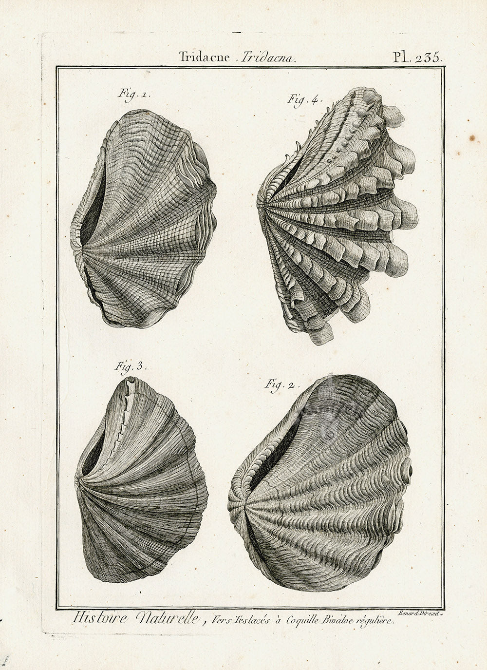 Lamarck Black and White Tridacna Shells 1757