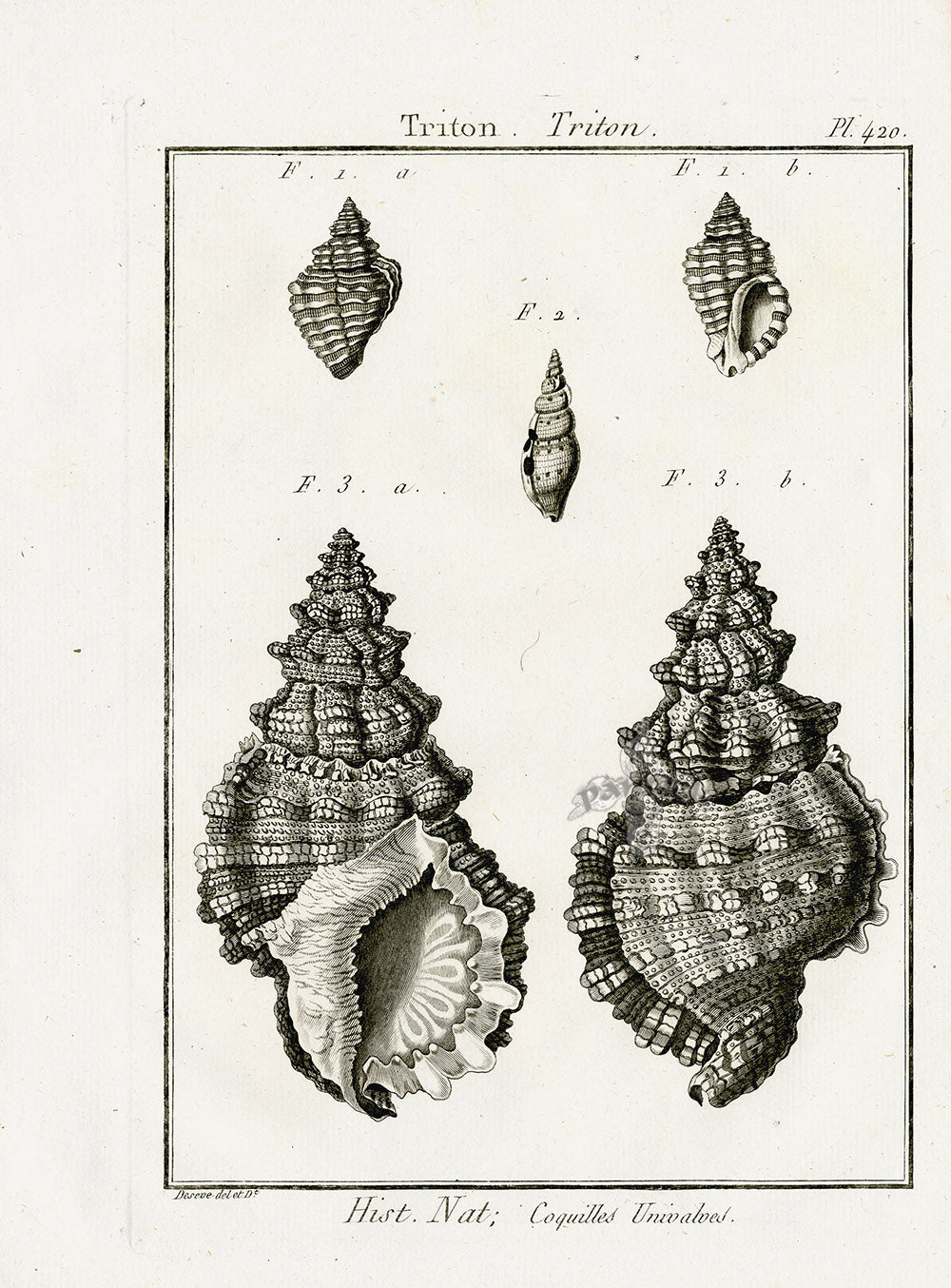 Lamarck Black and White Warty Frog Triton Shells 1757