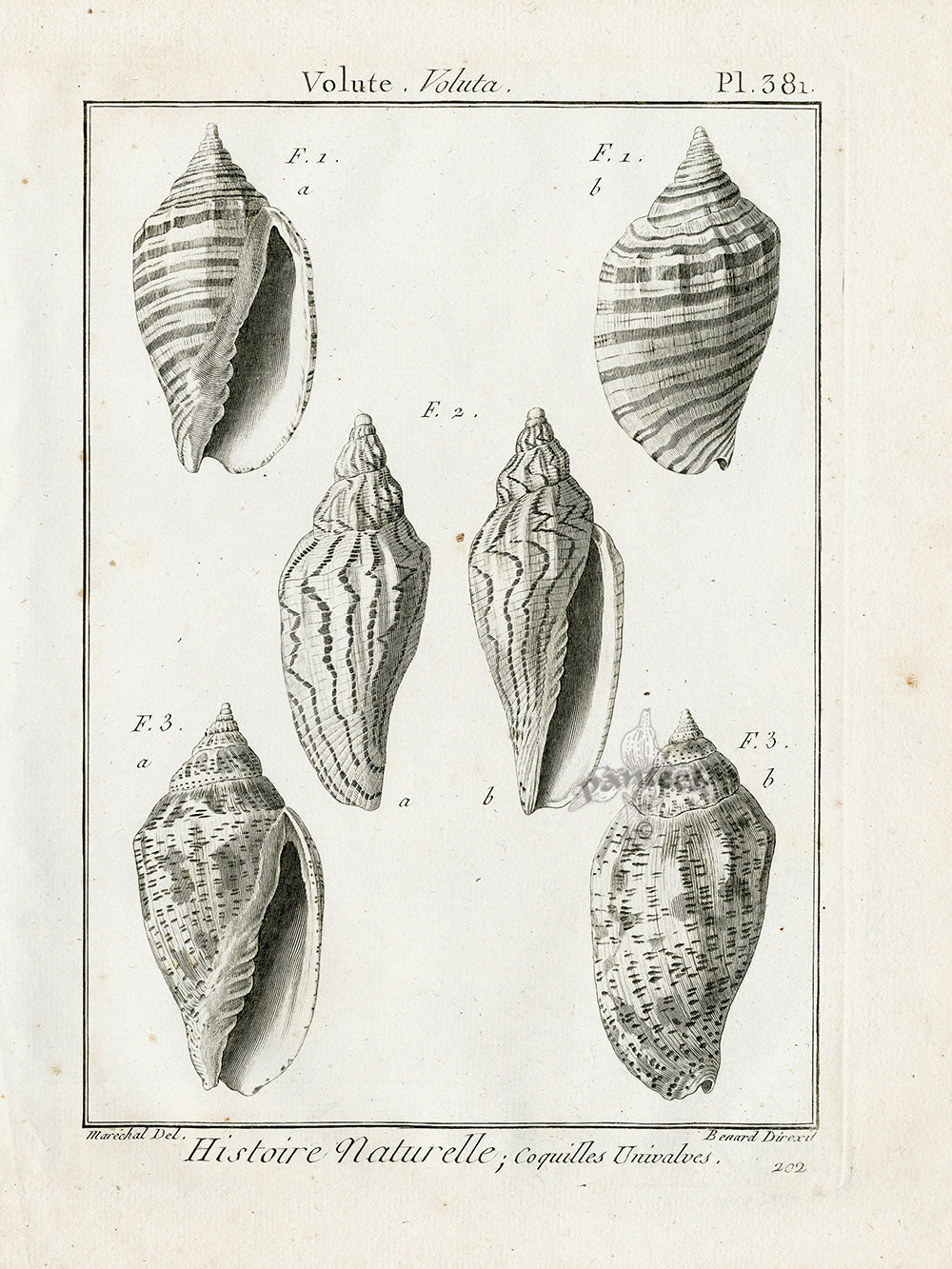 Lamarck Black and White Wavy Volute Shells 1757