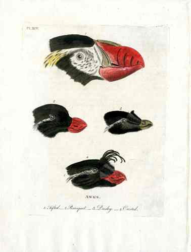 Latham Synopsis Birds 1781 Auks