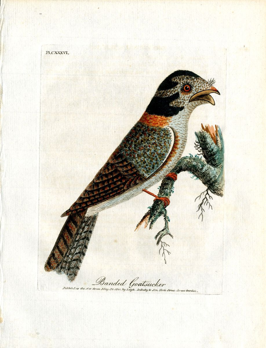 Latham Synopsis Birds 1781 Banded Goatsucker