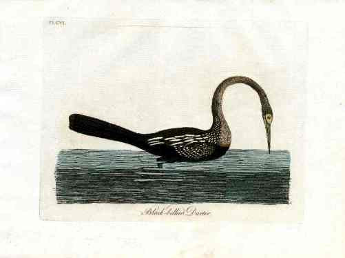 Latham Synopsis Birds 1781 Black Bellied Darter