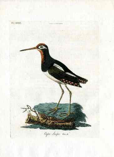 Latham Synopsis Birds 1781 Cape Snipe