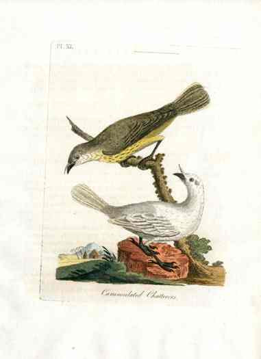 Latham Synopsis Birds 1781 Carunculated Chatterer