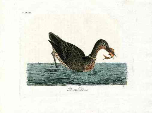 Latham Synopsis Birds 1781 Chinese Diver