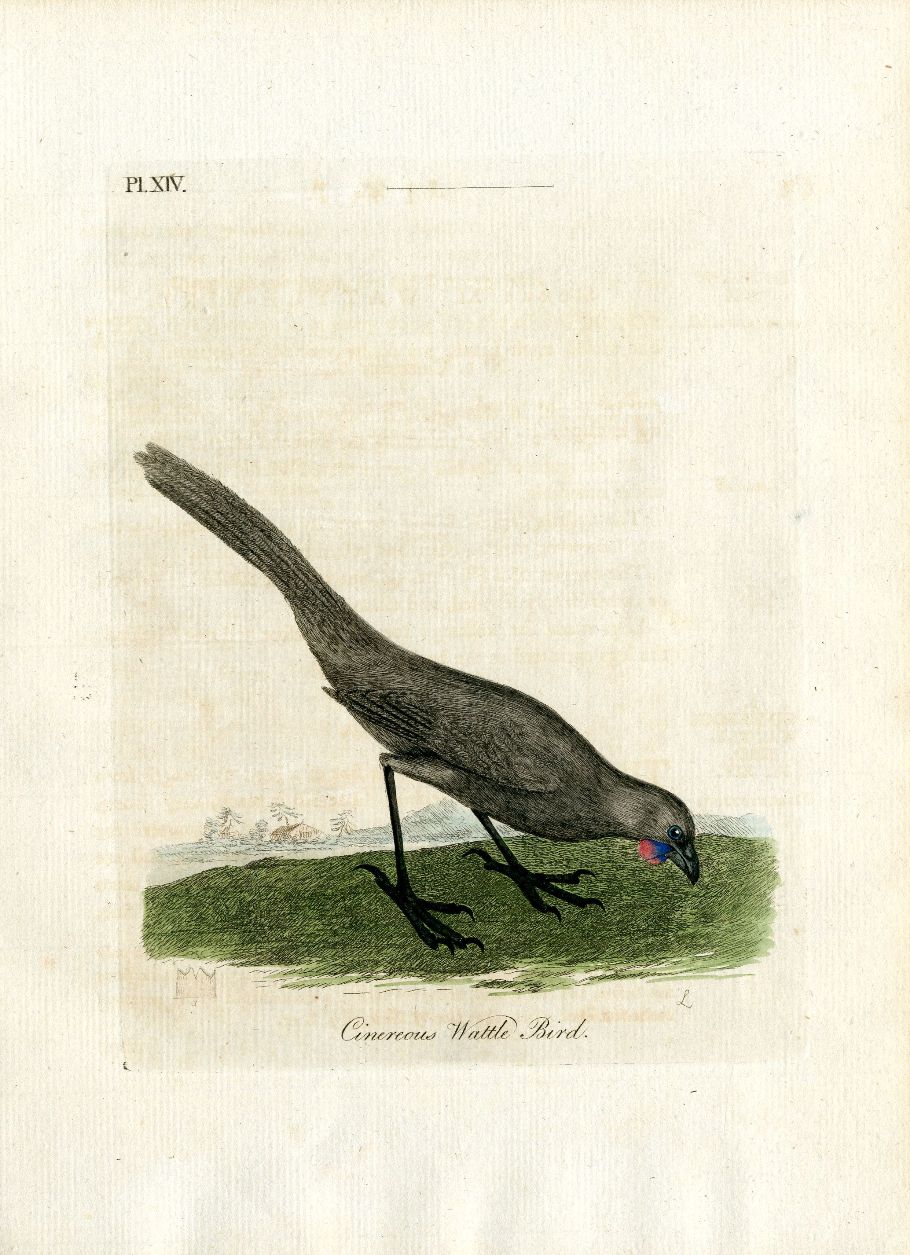 Latham Synopsis Birds 1781 Cinerous Wattle Bird