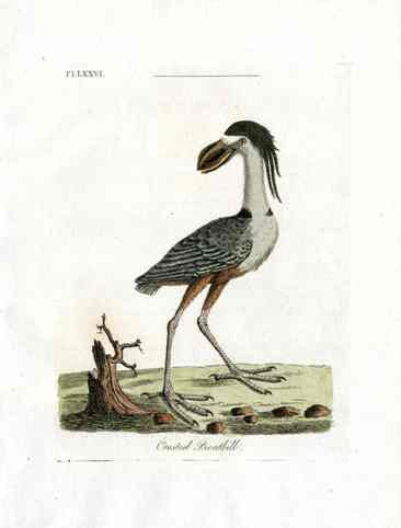 Latham Synopsis Birds 1781 Crested Boatbill