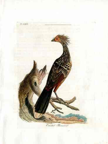 Latham Synopsis Birds 1781 Crested Pheasant