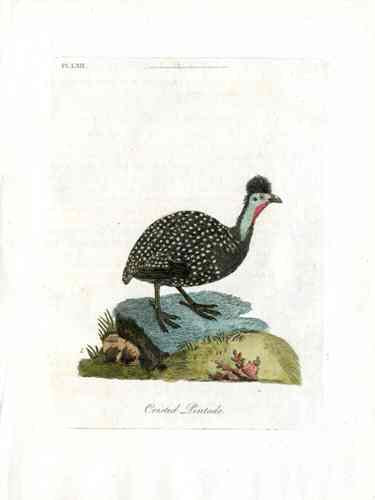 Latham Synopsis Birds 1781 Crested Pintado