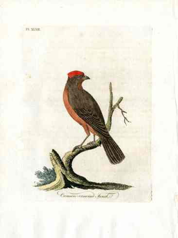 Latham Synopsis Birds 1781 Crimson Crowned Finch