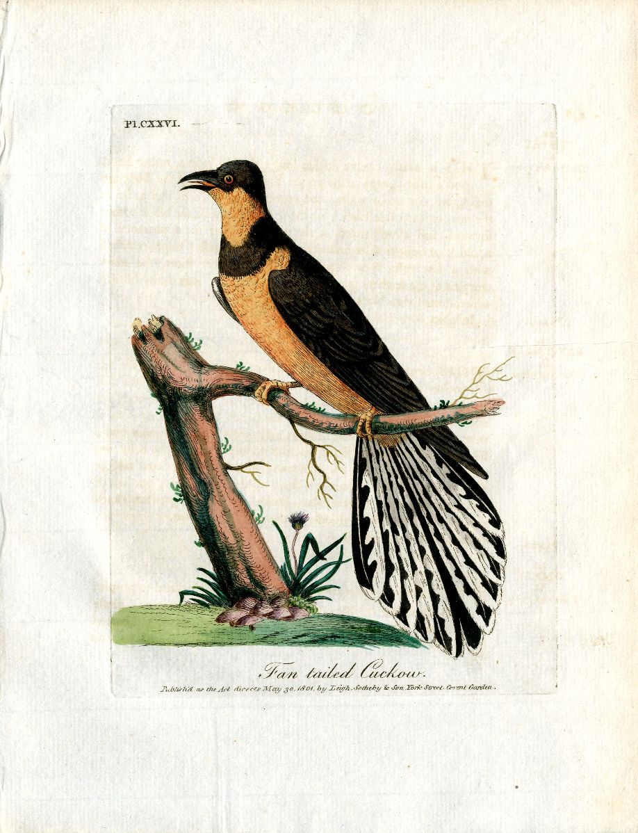 Latham Synopsis Birds 1781 Fan Tailed Cuckow