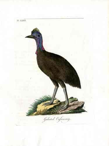 Latham Synopsis Birds 1781 Galeated Cassowary