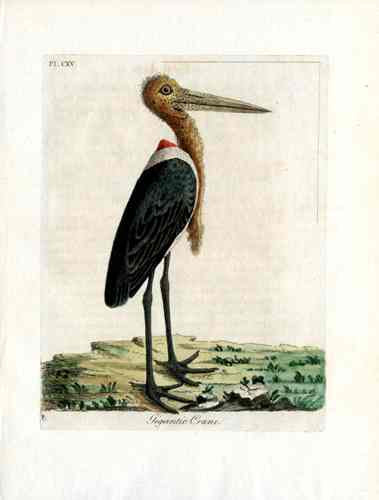 Latham Synopsis Birds 1781 Gigantic Adjutant Crane