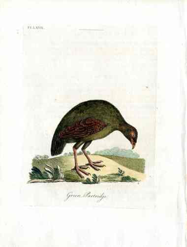Latham Synopsis Birds 1781 Green Partrige