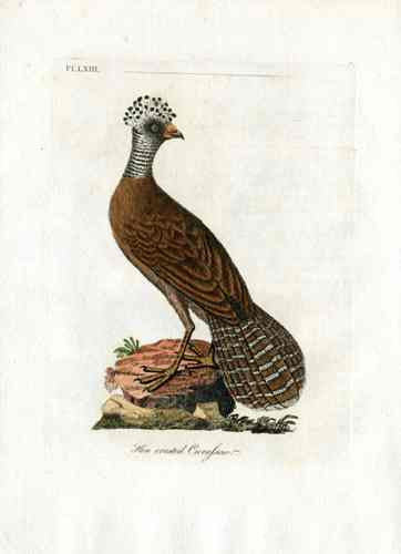 Latham Synopsis Birds 1781 Hen Crested Curassow