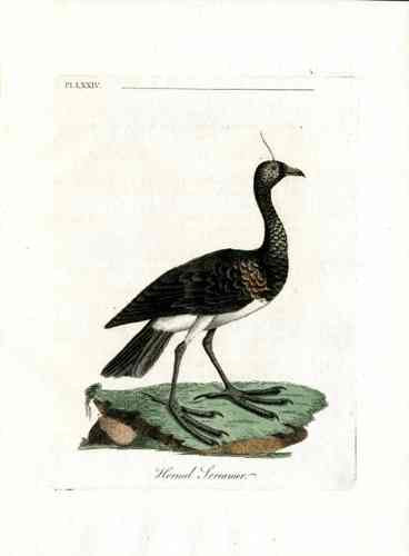 Latham Synopsis Birds 1781 Horned Screamer