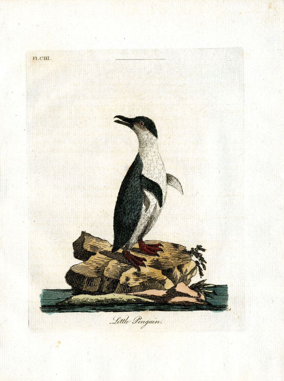 Latham Synopsis Birds 1781 Little Penguin