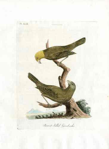 Latham Synopsis Birds 1781 Parrot Billed Grosbeak