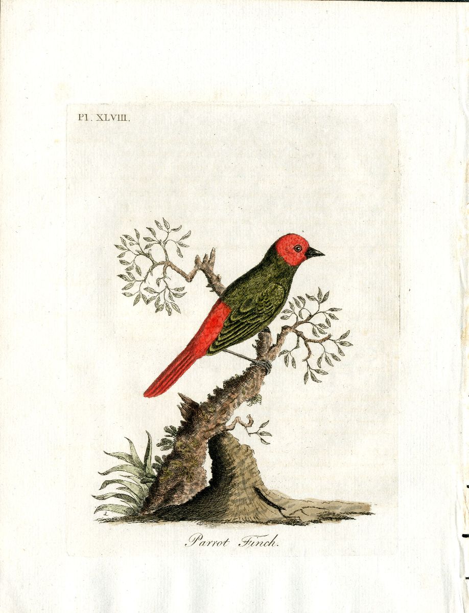 Latham Synopsis Birds 1781 Parrot Finch