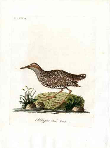 Latham Synopsis Birds 1781 Philippine Rail