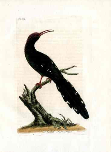 Latham Synopsis Birds 1781 Red Billed Promerops