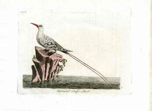 Latham Synopsis Birds 1781 Red Tailed Tropic Bird