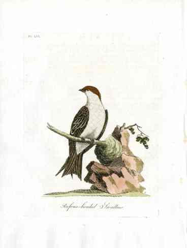 Latham Synopsis Birds 1781 Rufous-headed Swallow