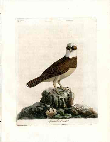 Latham Synopsis Birds 1781 Spectacle Owl