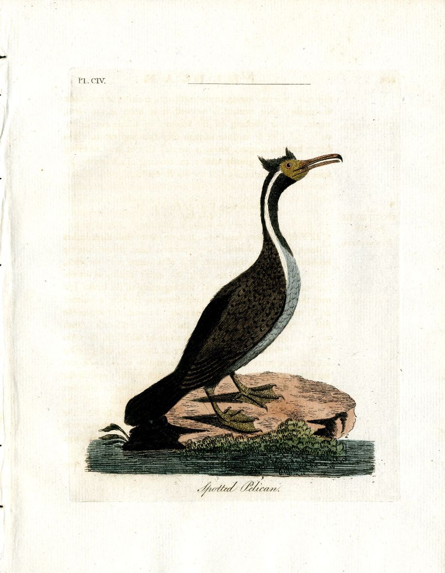 Latham Synopsis Birds 1781 Spotted Pelican