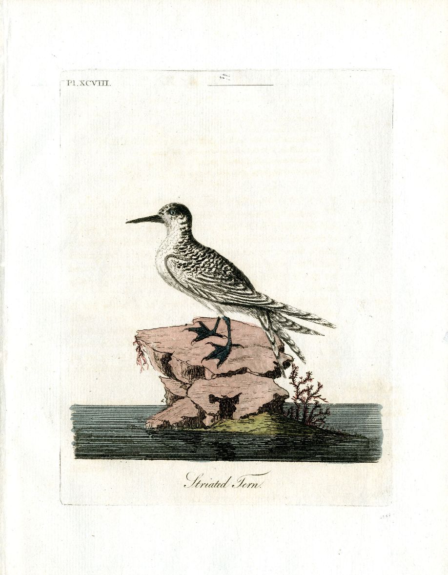 Latham Synopsis Birds 1781 Striated Tern