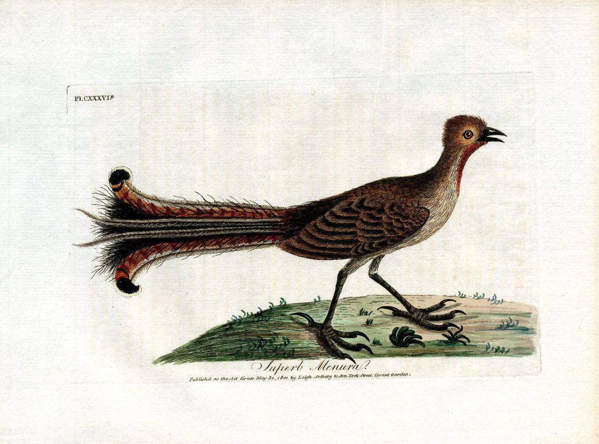 Latham Synopsis Birds 1781 Superb Menura, Australia