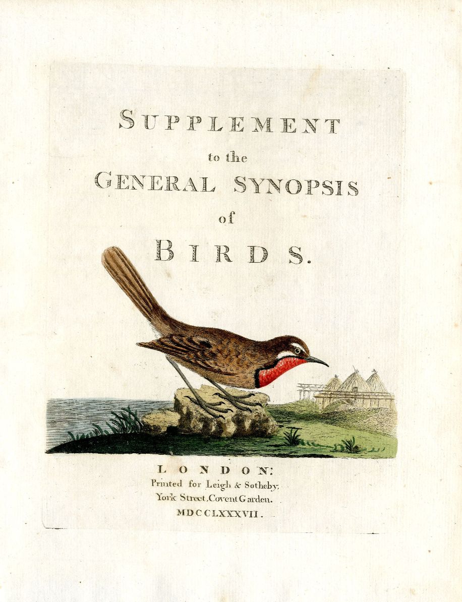 Latham Synopsis Birds 1781 Supplement Page Thrush