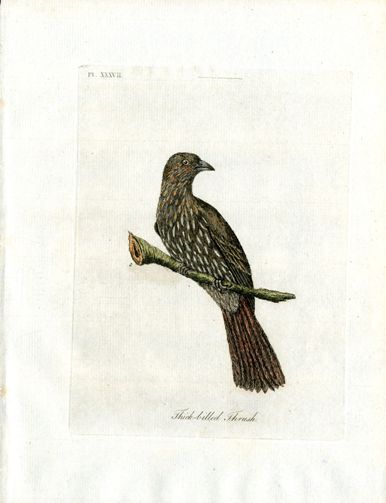 Latham Synopsis Birds 1781 Thick Billed Thrush