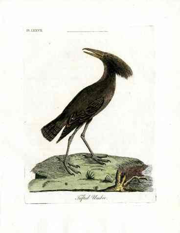Latham Synopsis Birds 1781 Tufted Umber