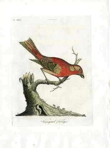 Latham Synopsis Birds 1781 Variegated Tanager