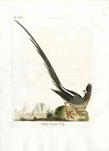 Latham Synopsis Birds 1781 White backed Coly