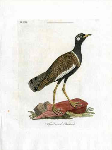 Latham Synopsis Birds 1781 White Eared Bustard