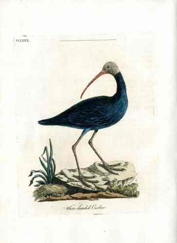 Latham Synopsis Birds 1781 White Headed Curlew